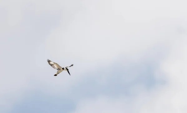 Burung Pied Kingfisher Ceryle Rudis Sedang Terbang — Stok Foto