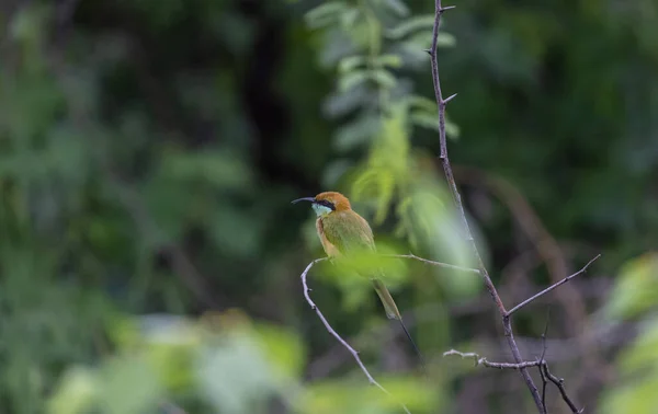 Abelha Comedor Verde Asiático Merops Orientalis Pássaro Poleiro Galho Árvore — Fotografia de Stock