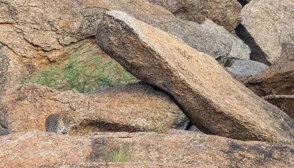 Aravalli tepelerinde duran leopar (Panthera pardus). Leopar yüzüne odaklan.