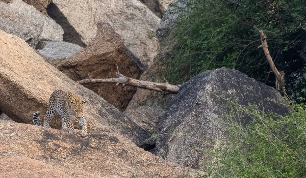 Leopard Panthera Pardus Στέκεται Στους Λόφους Aravalli Επιλεκτική Εστίαση Στο — Φωτογραφία Αρχείου