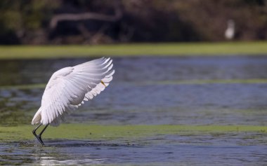 Yarı balıkçıl, gölde, hayvan. 