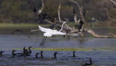 Göldeki güzel kuşlar, hayvanlar 