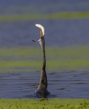 Doğulu dartçı, gölde balık tutan, hayvan 