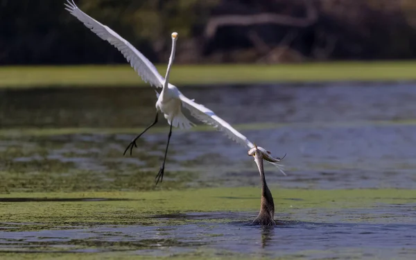 Aves Lago Pesca — Fotografia de Stock