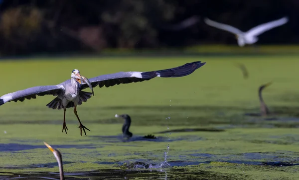 Красивые Птицы Озере Животные — стоковое фото