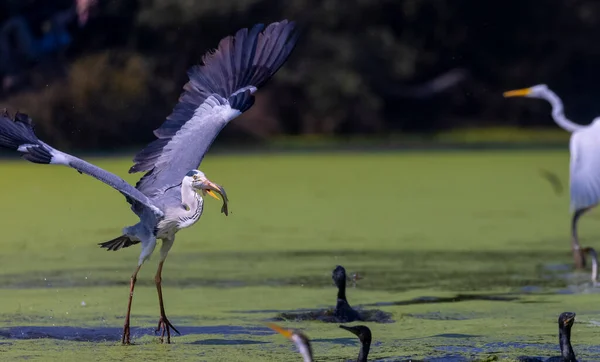 Schöne Vögel Auf Dem See Tiere — Stockfoto