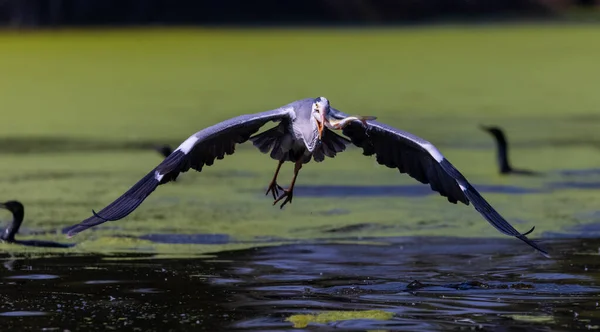 Heronfishing Cinza Lago Animal — Fotografia de Stock