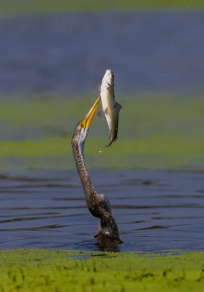 Восточный Дартер Рыбалка Озере Животное — стоковое фото