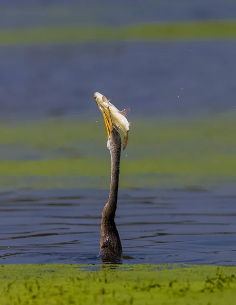 Oriental Darter Fishing Lake Animal — Stock Photo, Image