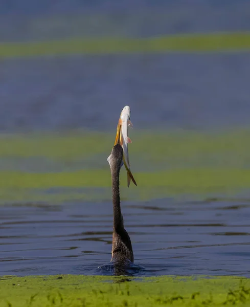 Orientalisk Mörkare Fiske Sjön Djur — Stockfoto