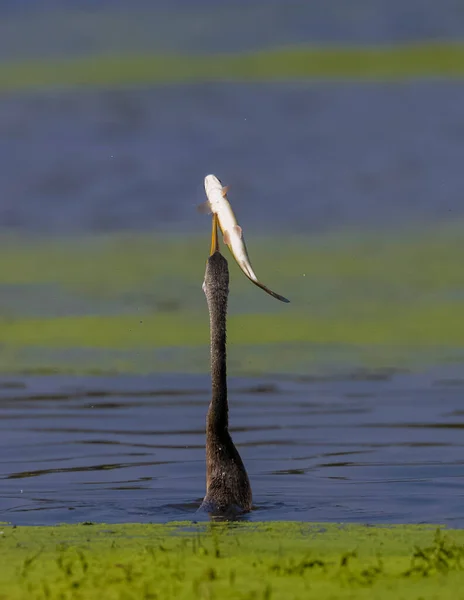 Oriental Darter Pesca Lago Animal — Fotografia de Stock