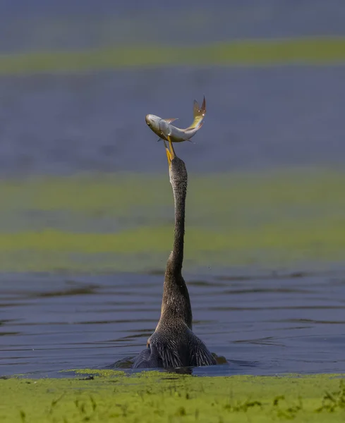 โอเร ยนเต ดาร เตอร ตกปลาบนทะเลสาบ — ภาพถ่ายสต็อก