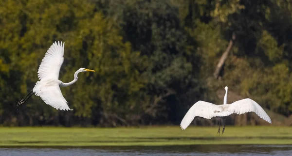 Beaux Oiseaux Sur Lac Animaux — Photo