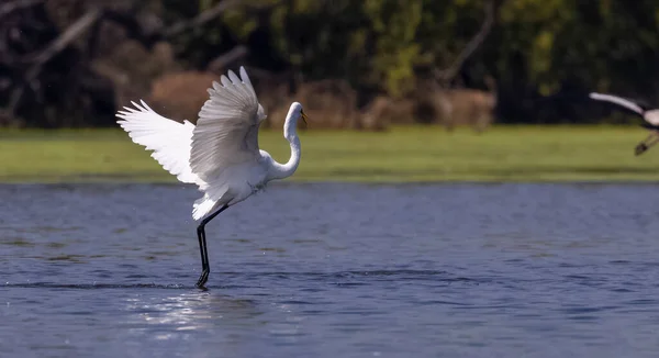 Intermediate Egret Lake Animal — стоковое фото