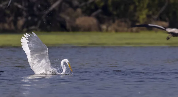Ενδιάμεσος Egret Στη Λίμνη Ζώο — Φωτογραφία Αρχείου