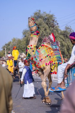 Bikaner, Rajasthan, Hindistan - 13 Ocak 2023: Bikaner Deve Festivali, deve festivali sırasında bikaner sokaklarında deve dansı.