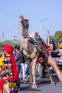 Bikaner, Rajasthan, Hindistan - 13 Ocak 2023: Deve Festivali, sakallı ve bıyıklı genç bir Rajasthani erkek portresi geleneksel rajasthani elbisesi ve deve arabasında türban sürüyor..