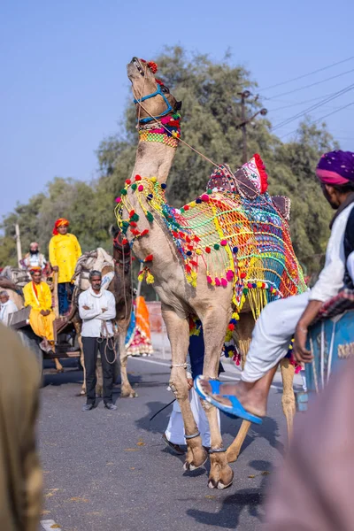 Bikaner Rajasthan India Januari 2023 Camel Festival Bikaner Versierde Kameel — Stockfoto