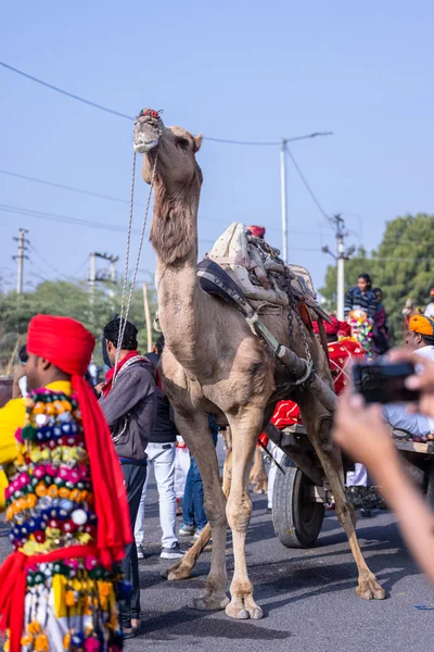 Bikaner Rajasthan India Januari 2023 Camel Festival Portret Van Een — Stockfoto