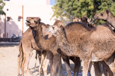 Rajasthan çölünde bir deve sürüsü..