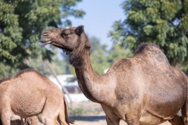 Rajasthan çölünde bir deve sürüsü..