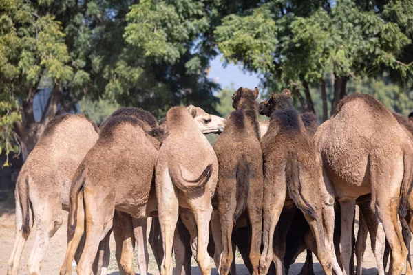 Стадо Верблюдов Пустыне Раджастхан — стоковое фото