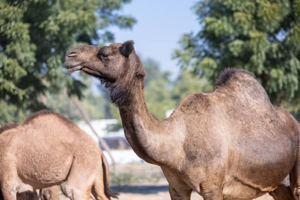 Herd Camel Desert Rajasthan — Stock Photo, Image