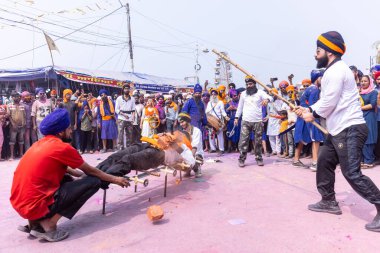 Anandpur Sahib, Punjab, Hindistan - 19 Mart 2022: Holi festivali sırasında Hola Mohalla 'nın Anandpur Sahib' te kutlaması sırasında Sikh erkek (Nihang Sardar) portresi dövüş sanatlarını kültür olarak icra ediyor