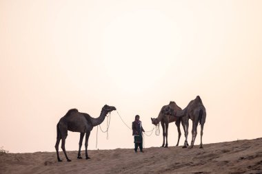 Pushkar, Rajasthan 'daki sisli kış sabahı Pushkar Camel Panayırı' nda deve taşıyan renkli bir Hintli kadının portresi..