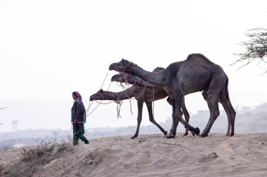 Pushkar, Rajasthan 'daki sisli kış sabahı Pushkar Camel Panayırı' nda deve taşıyan renkli bir Hintli kadının portresi..