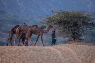 Pushkar, Rajasthan 'daki sisli kış sabahı Pushkar Camel Panayırı' nda deve taşıyan renkli bir Hintli kadının portresi..