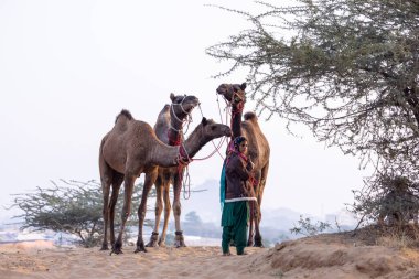 Pushkar, Rajasthan 'daki sisli kış sabahı Pushkar Camel Panayırı' nda deve taşıyan renkli bir Hintli kadının portresi..