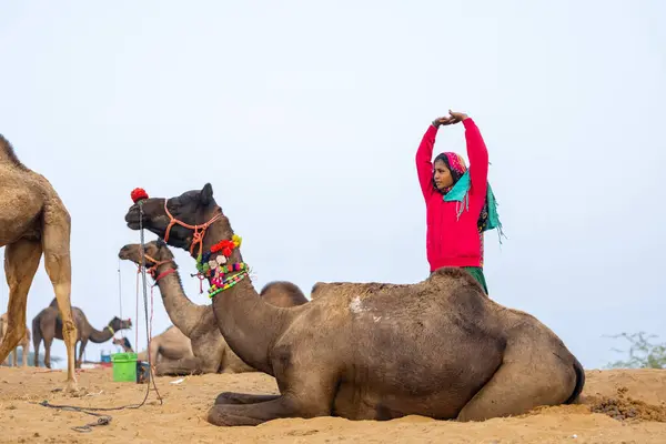 stock image Portrait of an young Indian rajasthani woman in colorful traditional dress carrying camel at Pushkar Camel Fair ground during winter foggy morning in Pushkar, Rajasthan.