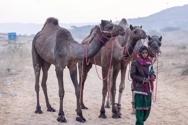 stock image Portrait of an young Indian rajasthani woman in colorful traditional dress carrying camel at Pushkar Camel Fair ground during winter foggy morning in Pushkar, Rajasthan.