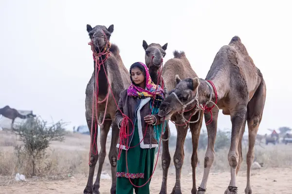 stock image Portrait of an young Indian rajasthani woman in colorful traditional dress carrying camel at Pushkar Camel Fair ground during winter foggy morning in Pushkar, Rajasthan.