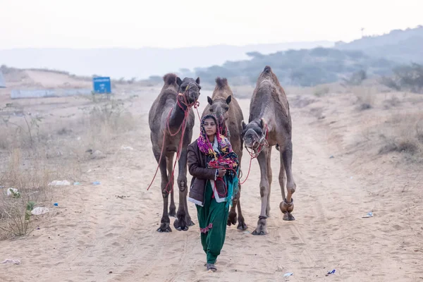 Pushkar, Rajasthan 'daki sisli kış sabahı Pushkar Camel Panayırı' nda deve taşıyan renkli bir Hintli kadının portresi..
