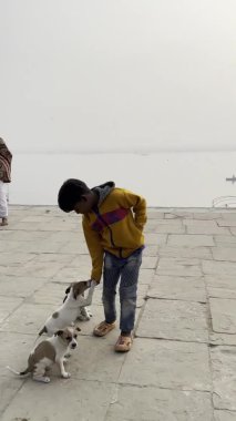 Varanasi, Uttar Pradesh, Hindistan - 20 Ocak 2024: Varanasi şehrinde kış sabahı Ganj nehrinin kıyısında sokak köpekleriyle oynayan bir çocuğun görüntüleri.