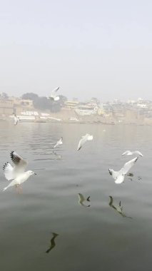 Varanasi, Uttar Pradesh, Hindistan - 20 Ocak 2024: Sabahın erken saatlerinde Ganj nehrinde birçok martı.  