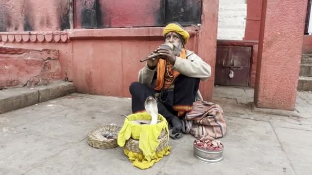 2024年1月19日 印度北方邦瓦拉纳西 一位年迈的男性蛇魔术师与一只印度眼镜蛇在恒河畔的大什瓦米德Ghat表演 招待游客 — 图库视频影像