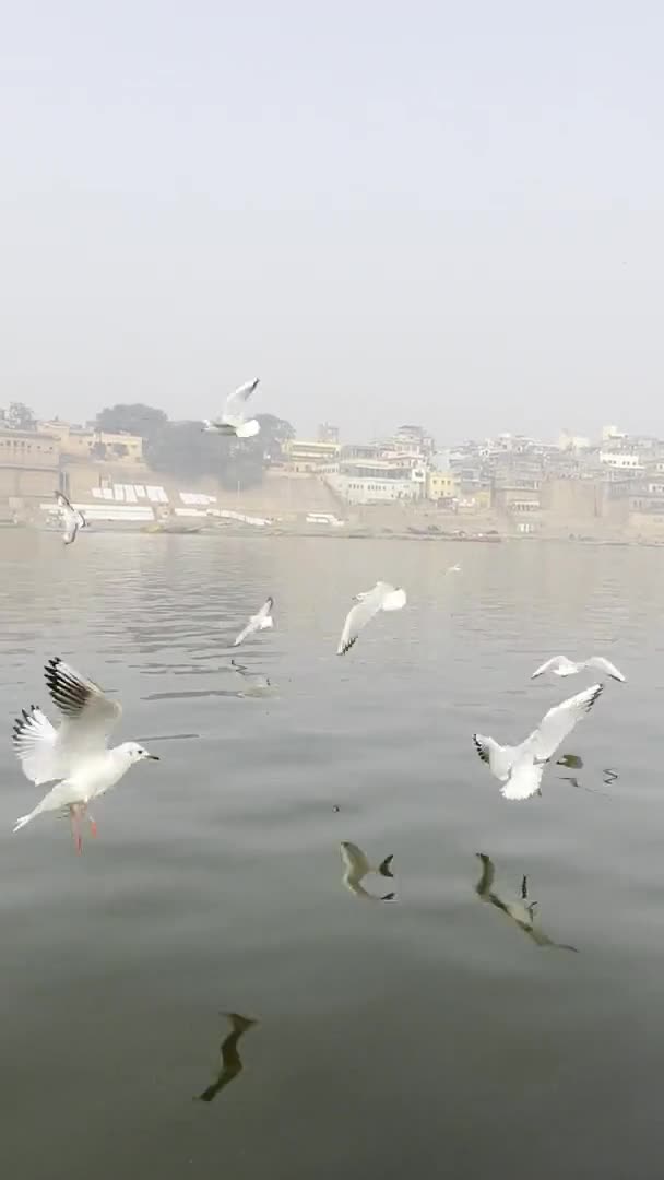 Varanasi Uttar Pradesh Índia Janeiro 2024 Muitas Gaivotas Rio Ganges — Vídeo de Stock