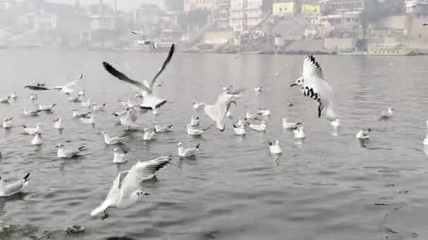 Varanasi Uttar Pradesh India Enero 2024 Muchas Gaviotas Río Ganges Vídeos De Stock Sin Royalties Gratis