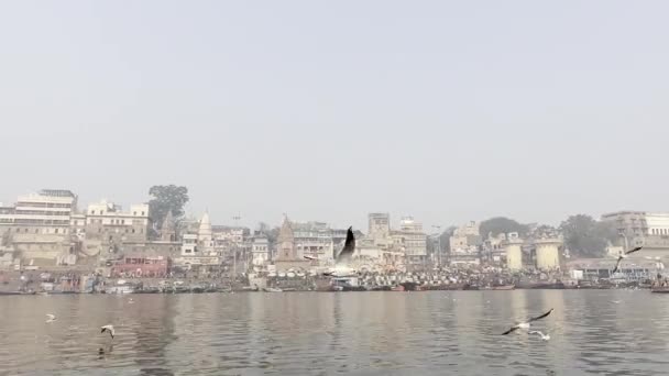 Varanasi Uttar Pradesh India Enero 2024 Muchas Gaviotas Río Ganges Clip De Vídeo