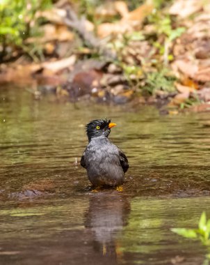 Orman Myna (Acridotheres fuscus) yağmur ormanlarında su gövdesinde yıkanan kuş..