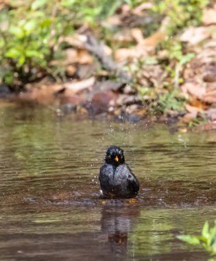Jungle Myna (Acridotheres fuscus) bird bathing at the water body in rain forest. clipart