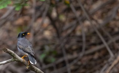 Ağaç dalına tüneyen Myna Ormanı (Acridotheres fuscus).