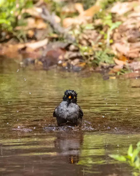 stock image Jungle Myna (Acridotheres fuscus) bird bathing at the water body in rain forest.