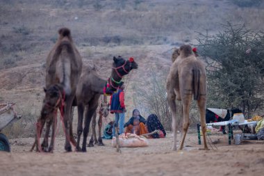 Pushkar, Rajasthan, Hindistan - 24 Kasım 2023: Karlı kış sabahında insanlarla birlikte çölün ortasında duran develer.