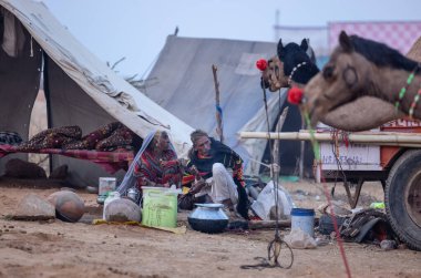 Pushkar, Rajasthan, Hindistan - 24 Kasım 2023: Karlı kış sabahında insanlarla birlikte çölün ortasında duran develer.