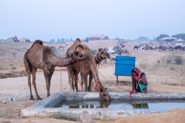 Pushkar, Rajasthan, India - November 24 2023: Portrait of an young Indian rajasthani woman in colorful traditional dress carrying camel at Pushkar Camel Fair ground during winter morning.