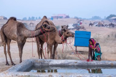 Pushkar, Rajasthan, India - November 24 2023: Portrait of an young Indian rajasthani woman in colorful traditional dress carrying camel at Pushkar Camel Fair ground during winter morning.
